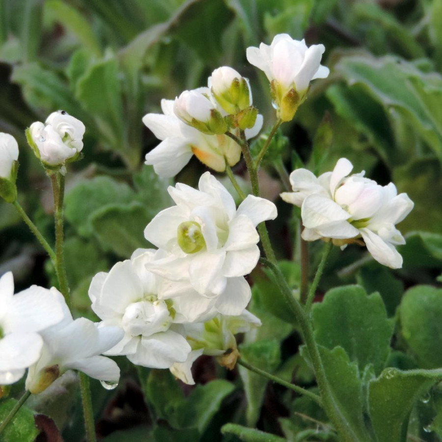 Plantes Vivaces ARABIS caucasica 'Plena' - Arabette en vente - Pépinière Lepage .