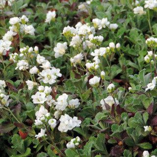Plantes Vivaces ARABIS caucasica 'Plena' - Arabette en vente - Pépinière Lepage .