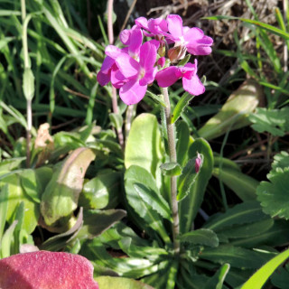 Plantes Vivaces ARABIS blepharophylla - Arabette de Californie en vente - Pépinière Lepage .