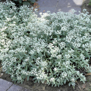 ANAPHALIS triplinervis