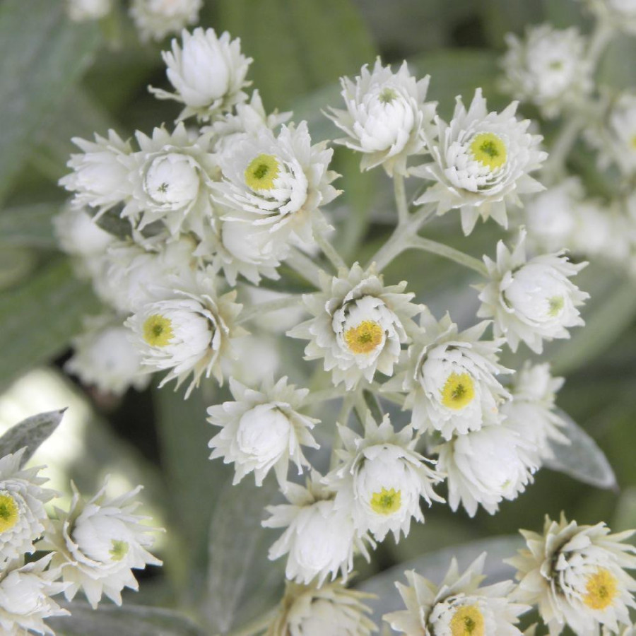 Plantes Vivaces ANAPHALIS triplinervis - Immortelle de l'Hymalaya en vente - Pépinière Lepage .