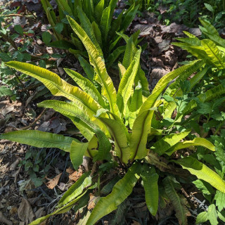 Plantes Vivaces ASPLENIUM scolopendrium 'Cristatum' (Phyllitis) - Scolopendre en vente - Langue de boeuf en vente - Pépinière Le