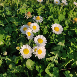 Plantes Vivaces BELLIS perennis - Pâquerette vivace en vente - Pépinière Lepage .