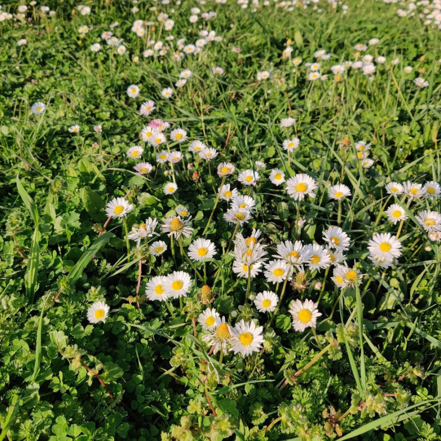 Plantes Vivaces BELLIS perennis - Pâquerette vivace en vente - Pépinière Lepage .
