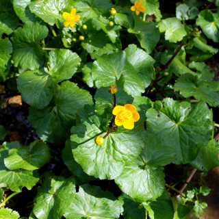 Plantes Vivaces CALTHA palustris - Populage des marais en vente - Souci d'eau en vente - Pépinière Lepage .
