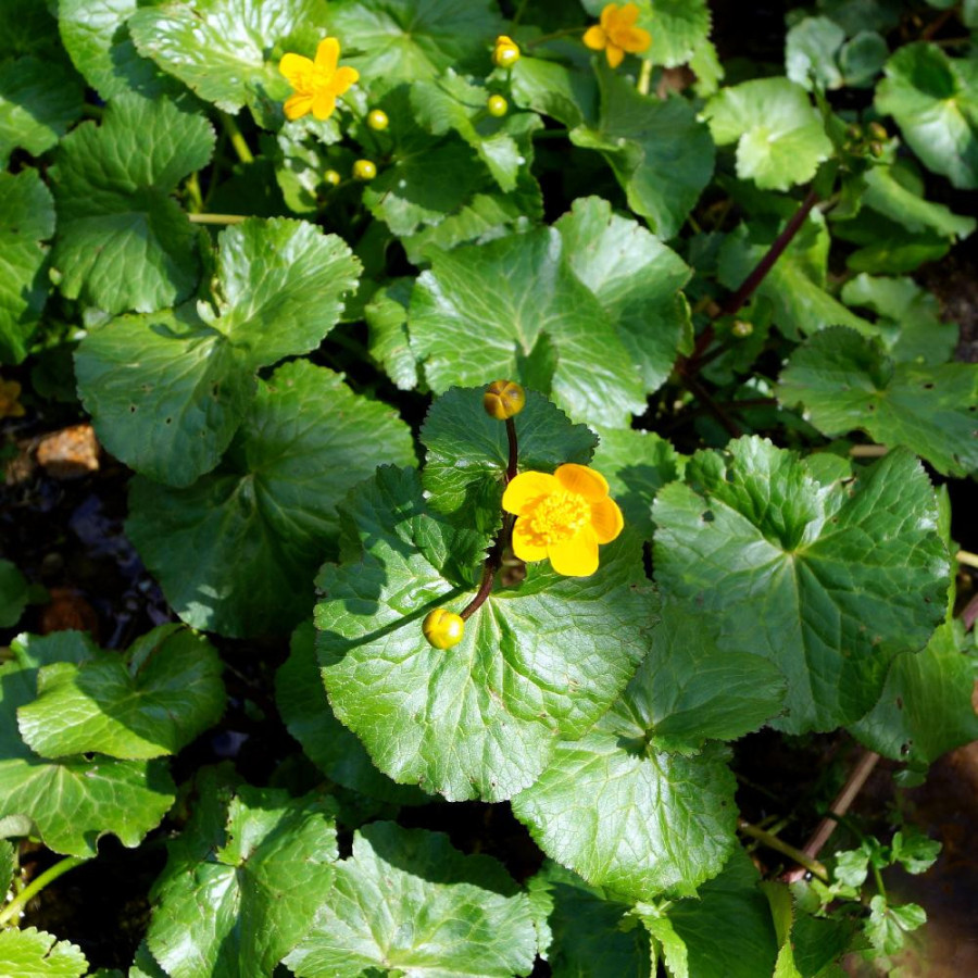 Plantes Vivaces CALTHA palustris - Populage des marais en vente - Souci d'eau en vente - Pépinière Lepage .