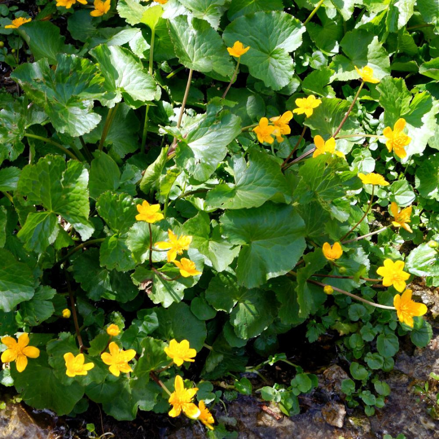 Plantes Vivaces CALTHA palustris - Populage des marais en vente - Souci d'eau en vente - Pépinière Lepage .