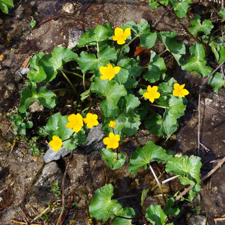 Plantes Vivaces CALTHA palustris - Populage des marais en vente - Souci d'eau en vente - Pépinière Lepage .