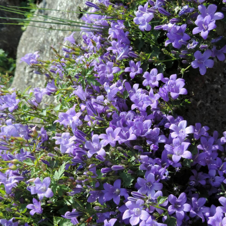 Plantes Vivaces CAMPANULA portenschlagiana (muralis) - campanule des murs en vente - Pépinière Lepage .