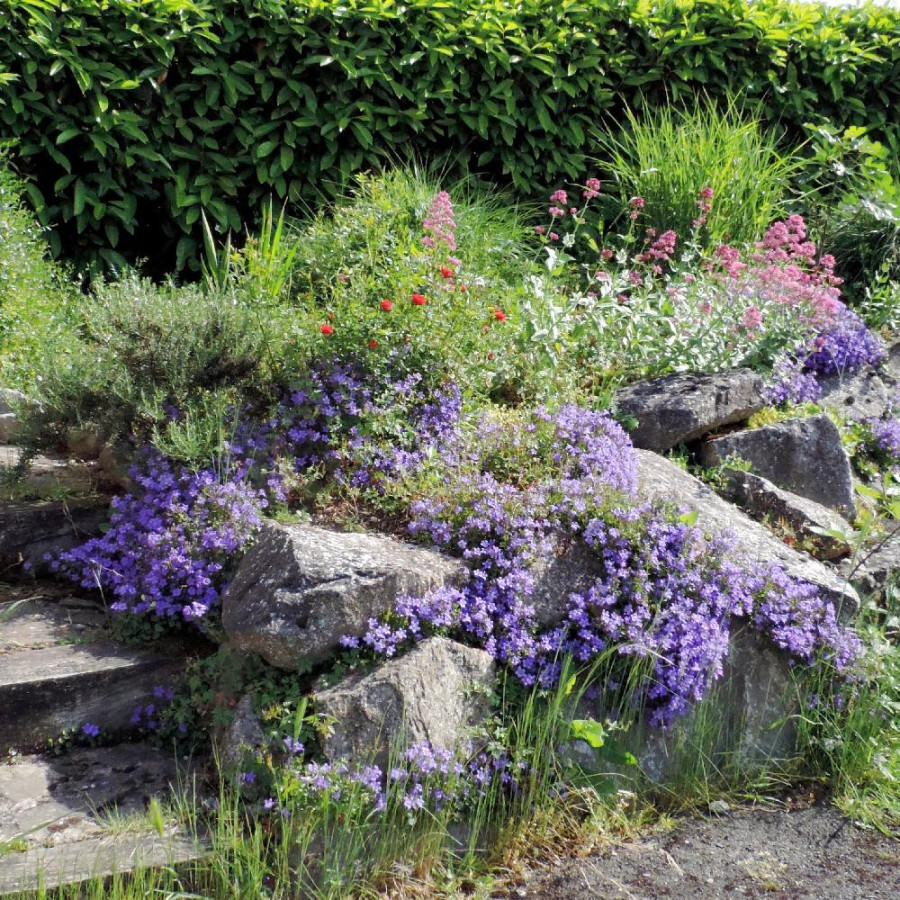 Plantes Vivaces CAMPANULA portenschlagiana (muralis) - campanule des murs en vente - Pépinière Lepage .