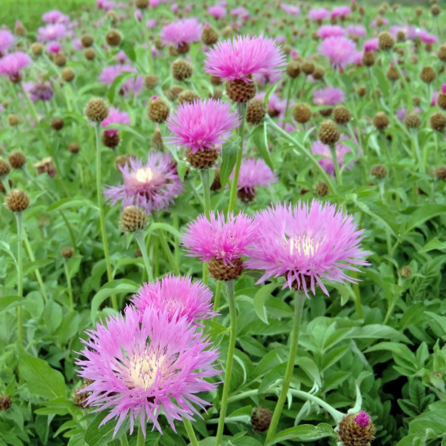 Plantes Vivaces CENTAUREA hypoleuca 'John Coutts' - Centaurée en vente - Pépinière Lepage .