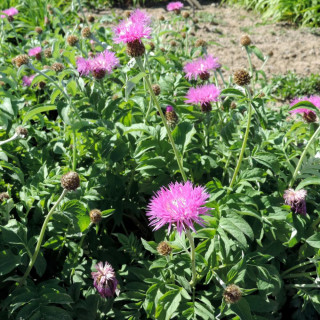 Plantes Vivaces CENTAUREA hypoleuca 'John Coutts' - Centaurée en vente - Pépinière Lepage .