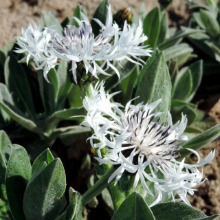 Plantes Vivaces CENTAUREA montana 'Alba' - Bleuet des montagnes en vente - Centaurée en vente - Pépinière Lepage .