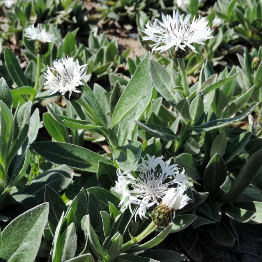 Plantes Vivaces CENTAUREA montana 'Alba' - Bleuet des montagnes en vente - Centaurée en vente - Pépinière Lepage .