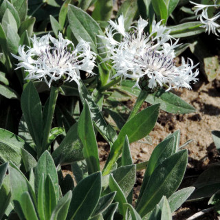 Plantes Vivaces CENTAUREA montana 'Alba' - Bleuet des montagnes en vente - Centaurée en vente - Pépinière Lepage .