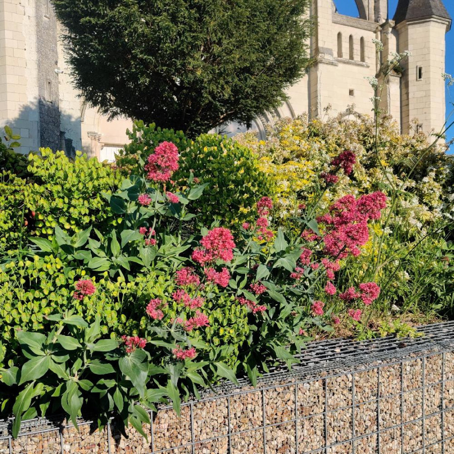 Plantes Vivaces CENTRANTHUS ruber 'Coccineus' - Valériane rouge en vente - Valériane des jardins en vente - Pépinière Lepage .