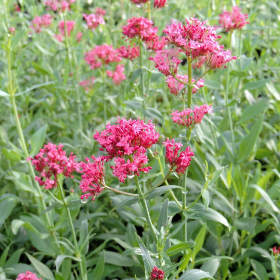 Plantes Vivaces CENTRANTHUS ruber 'Coccineus' - Valériane rouge en vente - Valériane des jardins en vente - Pépinière Lepage .