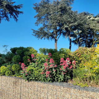 Plantes Vivaces CENTRANTHUS ruber 'Coccineus' - Valériane rouge en vente - Valériane des jardins en vente - Pépinière Lepage .