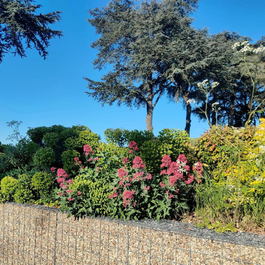 Plantes Vivaces CENTRANTHUS ruber 'Coccineus' - Valériane rouge en vente - Valériane des jardins en vente - Pépinière Lepage .