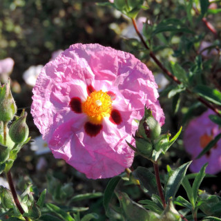 Plantes Vivaces CISTUS purpureus - Ciste pourpre en vente - Pépinière Lepage .