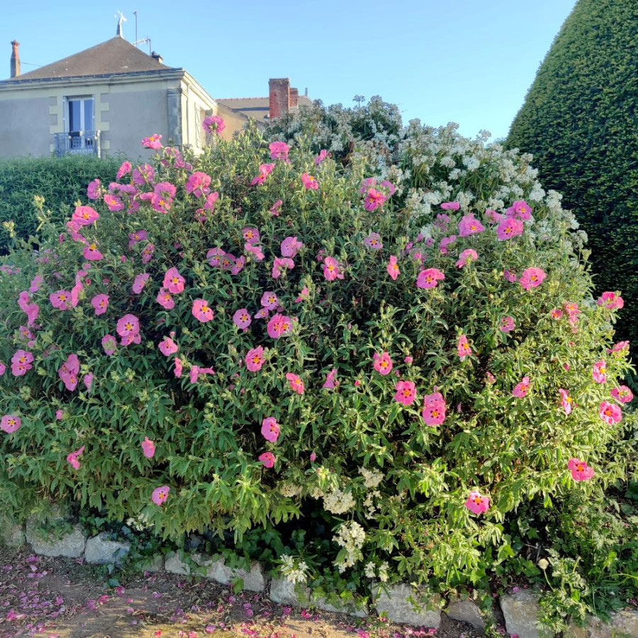 Plantes Vivaces CISTUS purpureus - Ciste pourpre en vente - Pépinière Lepage .