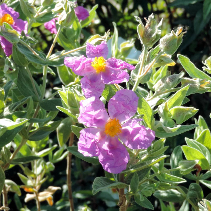 Plantes Vivaces CISTUS albidus - Ciste cotonneux en vente - Pépinière Lepage .