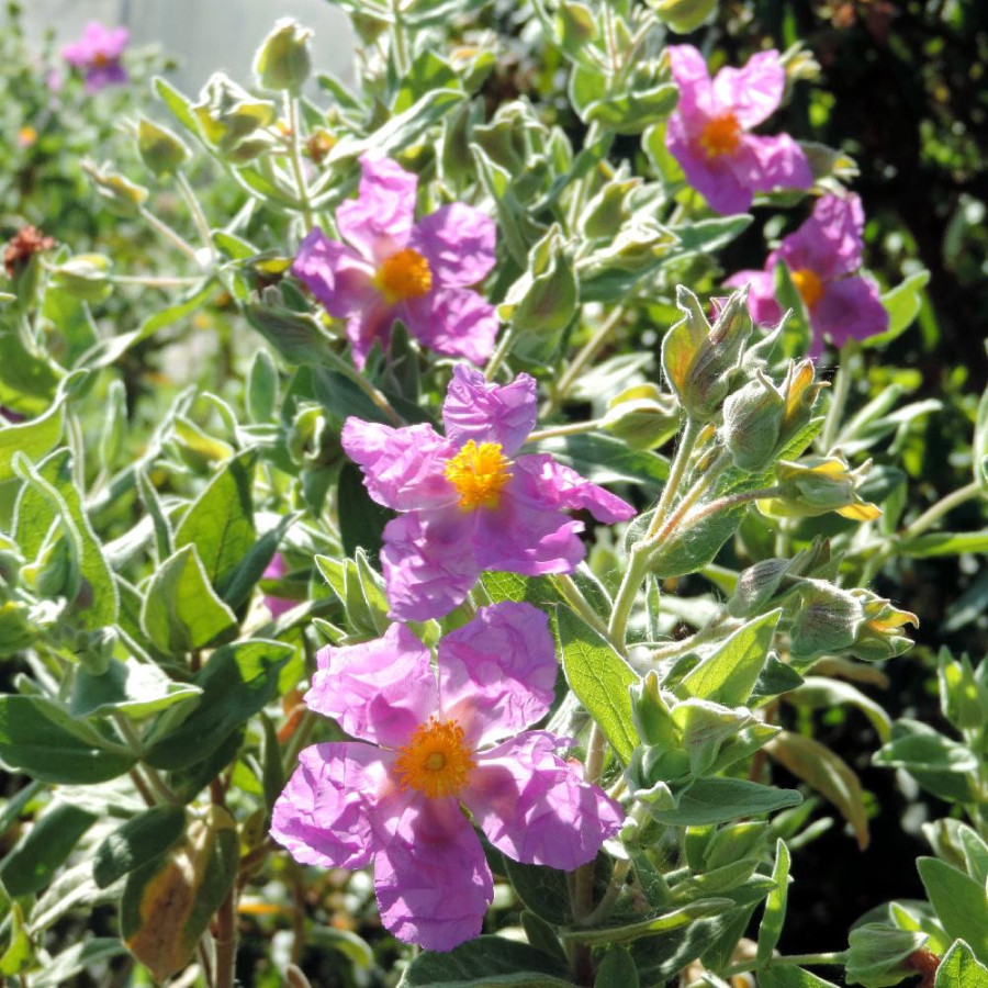 Plantes Vivaces CISTUS albidus - Ciste cotonneux en vente - Pépinière Lepage .