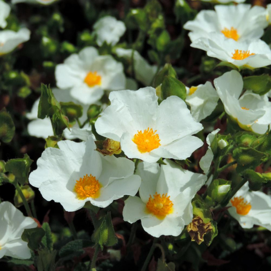 Plantes Vivaces CISTUS hybridus (C. corbariensis) - Ciste des Corbières en vente - Pépinière Lepage .