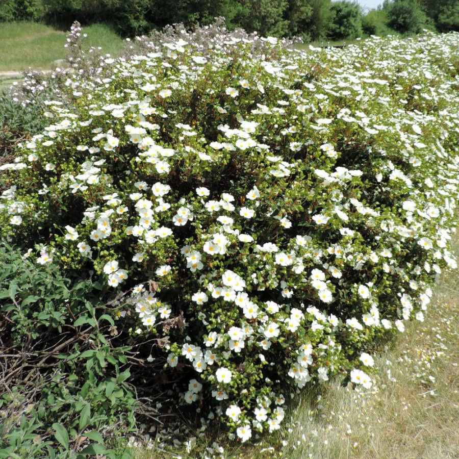 Plantes Vivaces CISTUS hybridus (C. corbariensis) - Ciste des Corbières en vente - Pépinière Lepage .