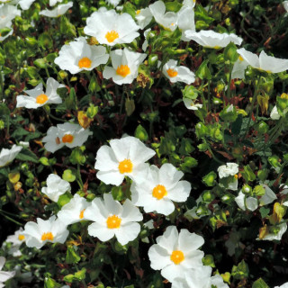 Plantes Vivaces CISTUS hybridus (C. corbariensis) - Ciste des Corbières en vente - Pépinière Lepage .