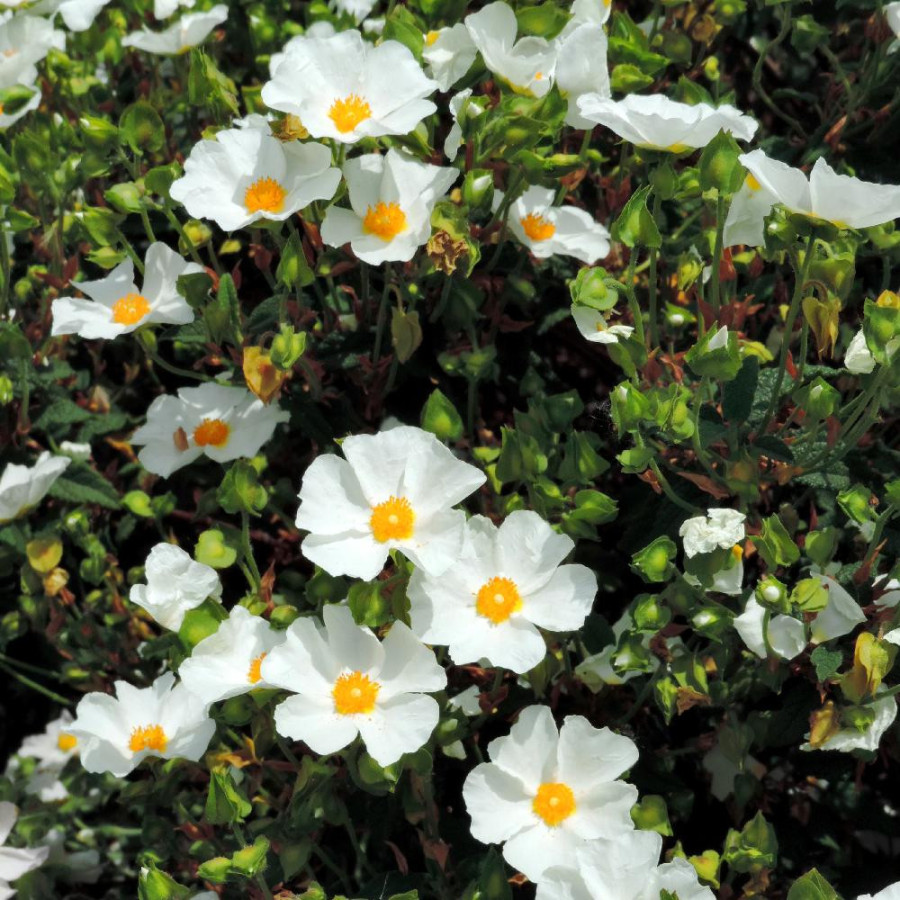 Plantes Vivaces CISTUS hybridus (C. corbariensis) - Ciste des Corbières en vente - Pépinière Lepage .