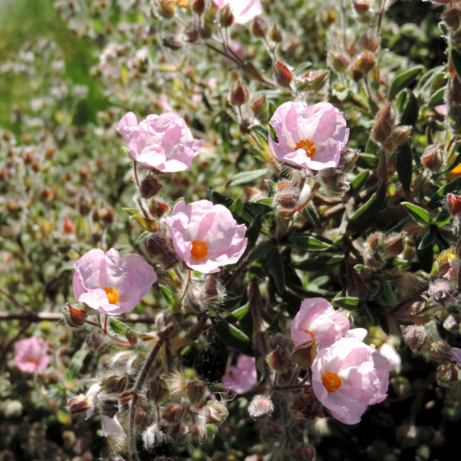 Plantes Vivaces CISTUS lenis 'Grayswood Pink' (C. parviflorus) - Ciste en vente - Pépinière Lepage .