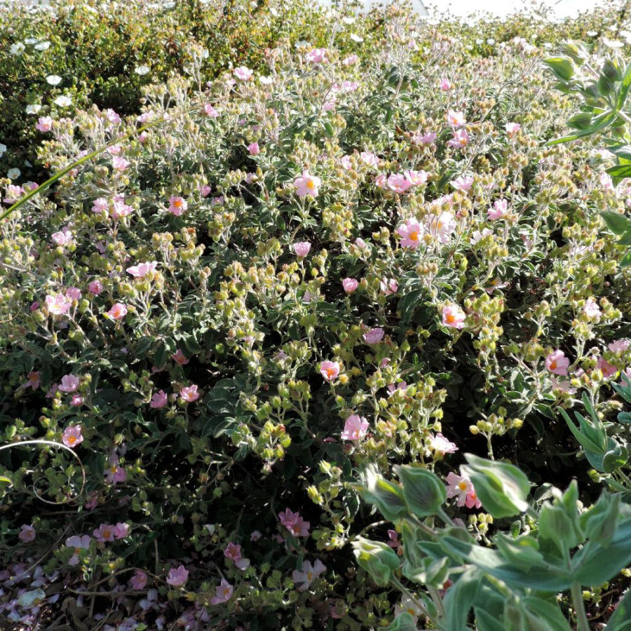 Plantes Vivaces CISTUS lenis 'Grayswood Pink' (C. parviflorus) - Ciste en vente - Pépinière Lepage .