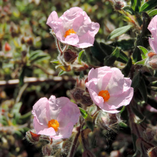 Plantes Vivaces CISTUS lenis 'Grayswood Pink' (C. parviflorus) - Ciste en vente - Pépinière Lepage .