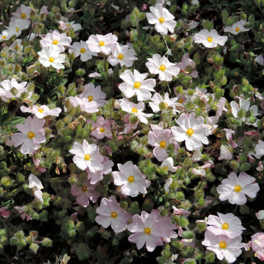 Plantes Vivaces CISTUS skanbergii - Ciste en vente - Pépinière Lepage .