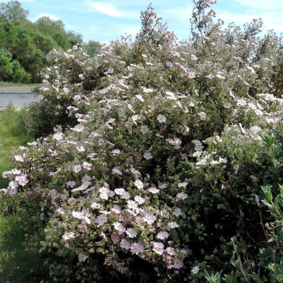 Plantes Vivaces CISTUS skanbergii - Ciste en vente - Pépinière Lepage .
