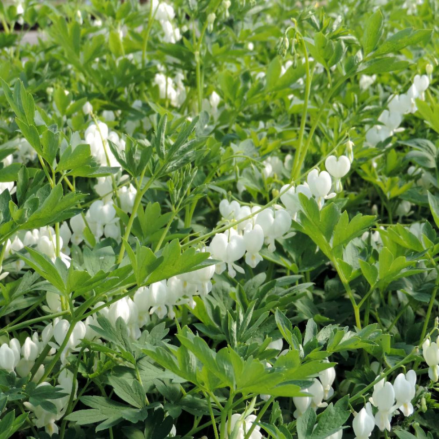 Plantes Vivaces DICENTRA spectabilis 'Alba' - Coeur de Marie en vente - Pépinière Lepage .