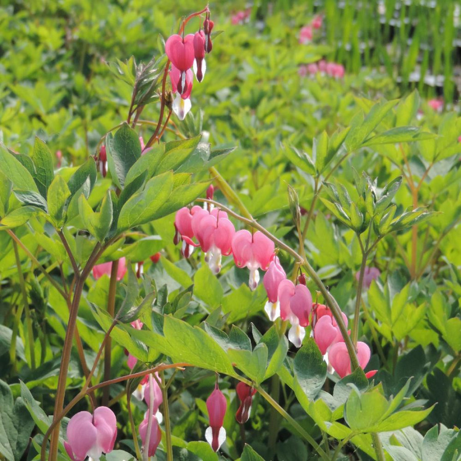 Plantes Vivaces DICENTRA spectabilis - Coeur de Marie en vente - Pépinière Lepage .