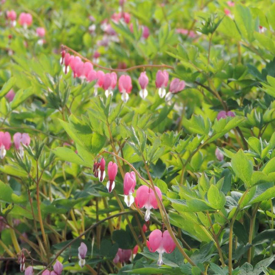 Plantes Vivaces DICENTRA spectabilis - Coeur de Marie en vente - Pépinière Lepage .