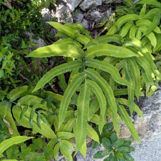 Plantes Vivaces DRYOPTERIS sieboldii - Fougère en vente - Pépinière Lepage .