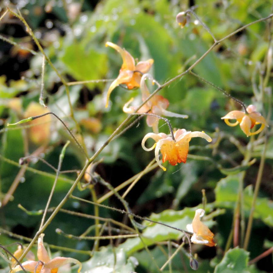 Plantes Vivaces EPIMEDIUM 'Amber Queen' ® - Fleur des Elfes en vente - Pépinière Lepage .