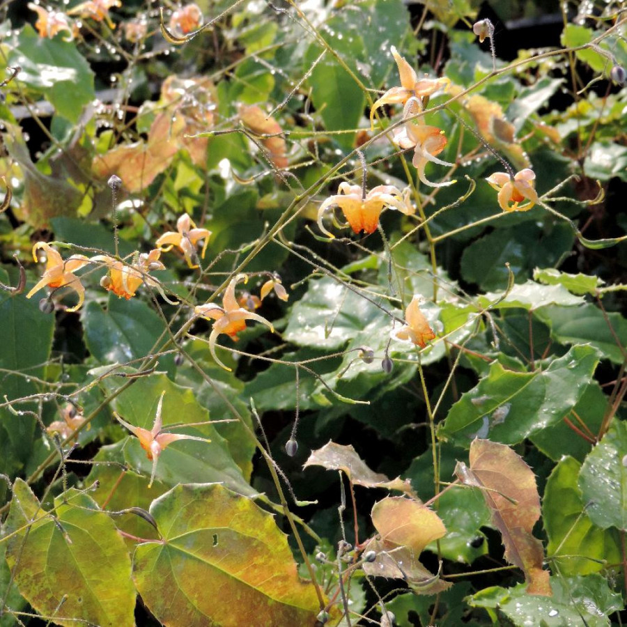 Plantes Vivaces EPIMEDIUM 'Amber Queen' ® - Fleur des Elfes en vente - Pépinière Lepage .