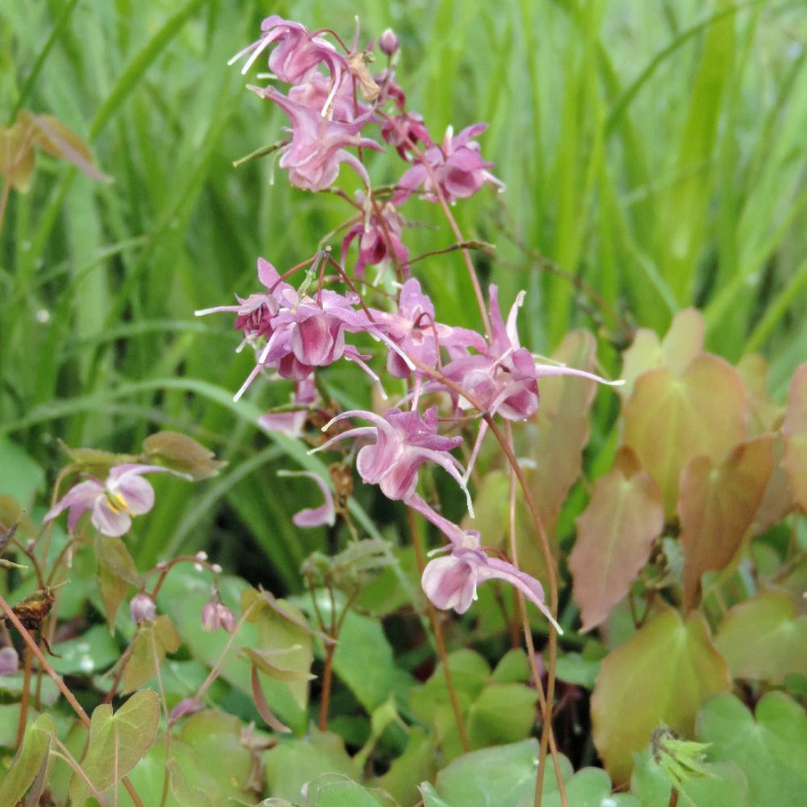 Plantes Vivaces EPIMEDIUM grandiflorum 'Lilafee' - Fleur des Elfes en vente - Pépinière Lepage .