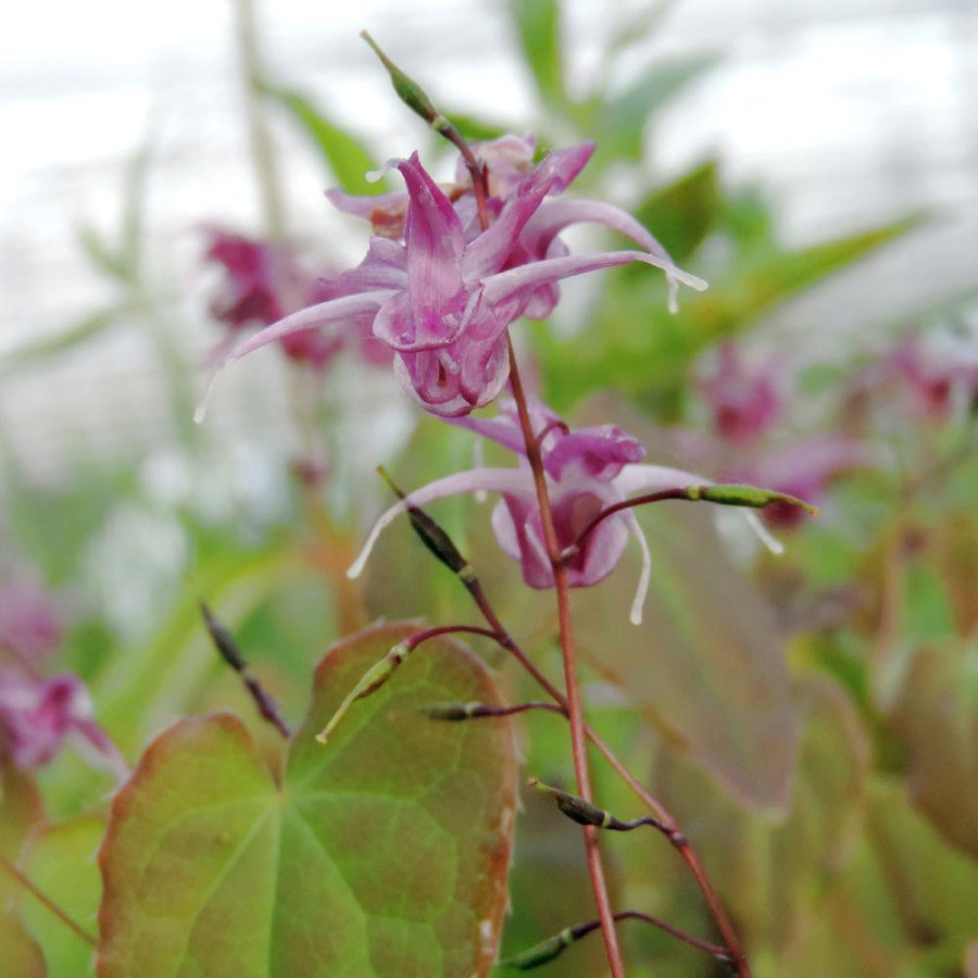 Plantes Vivaces EPIMEDIUM grandiflorum 'Lilafee' - Fleur des Elfes en vente - Pépinière Lepage .