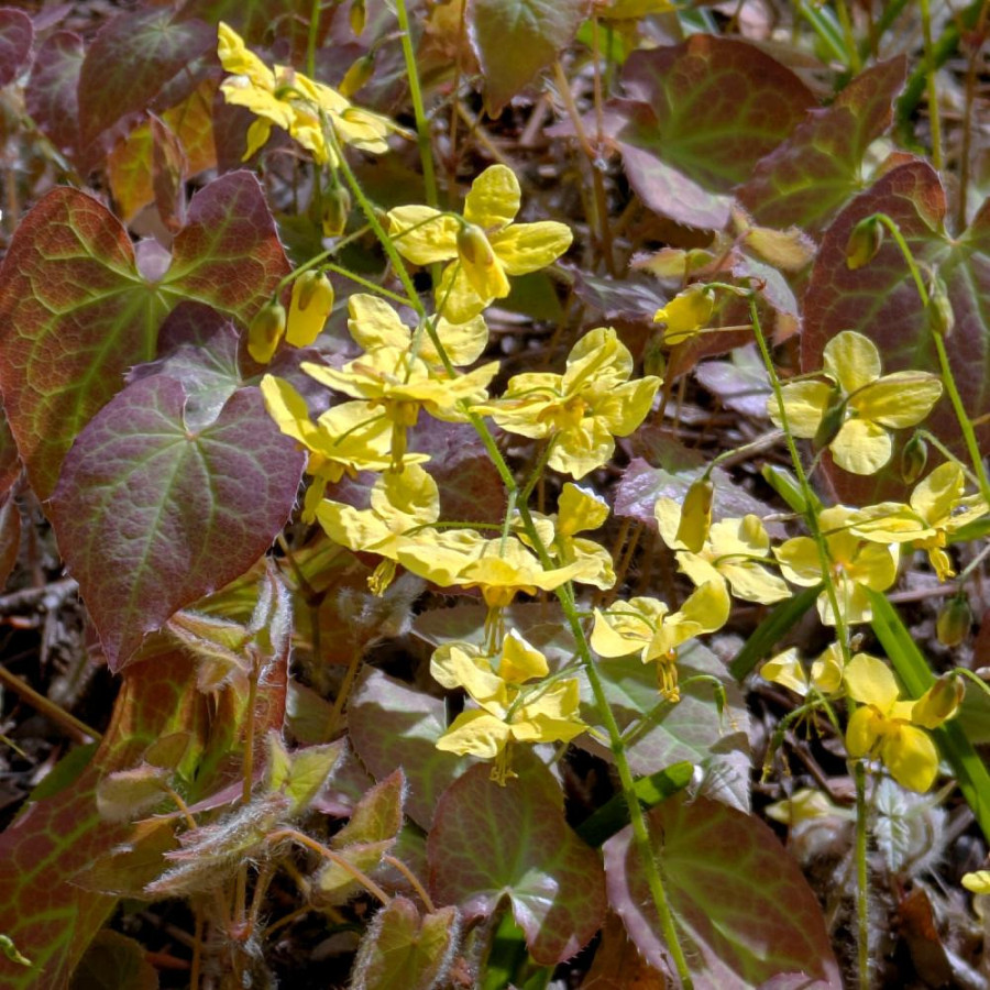 Plantes Vivaces EPIMEDIUM perralchicum 'Frohnleiten' - Fleur des Elfes en vente - Pépinière Lepage .