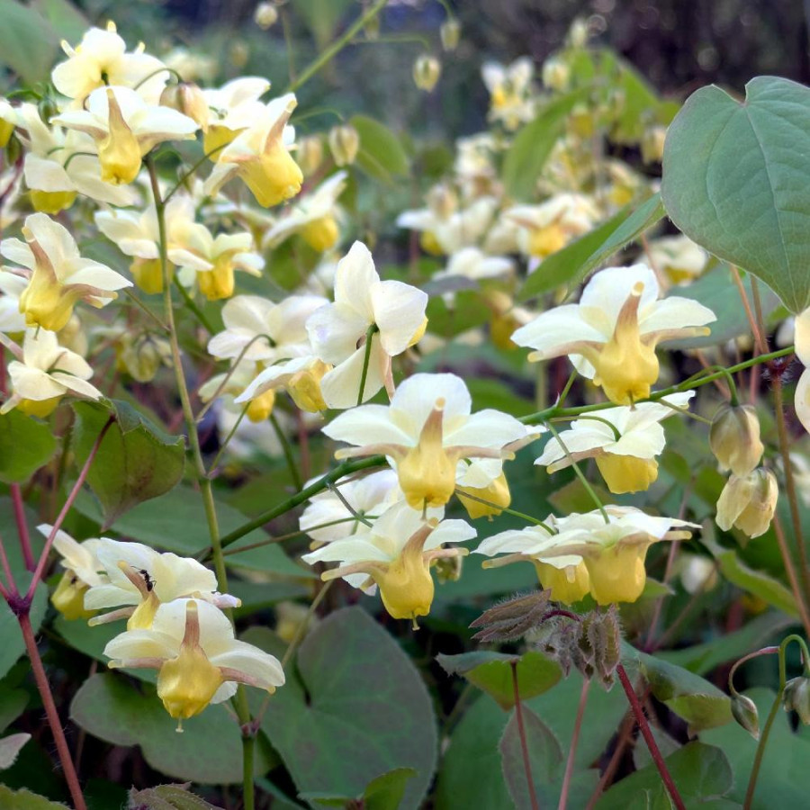 Plantes Vivaces EPIMEDIUM versicolor 'Sulphureum' - Fleur des Elfes en vente - Pépinière Lepage .