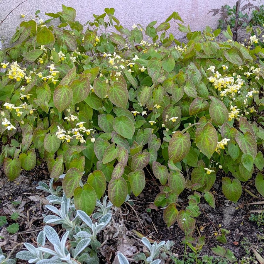 Plantes Vivaces EPIMEDIUM versicolor 'Sulphureum' - Fleur des Elfes en vente - Pépinière Lepage .