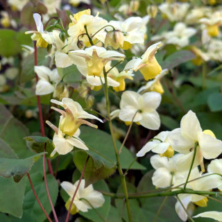 Plantes Vivaces EPIMEDIUM versicolor 'Sulphureum' - Fleur des Elfes en vente - Pépinière Lepage .