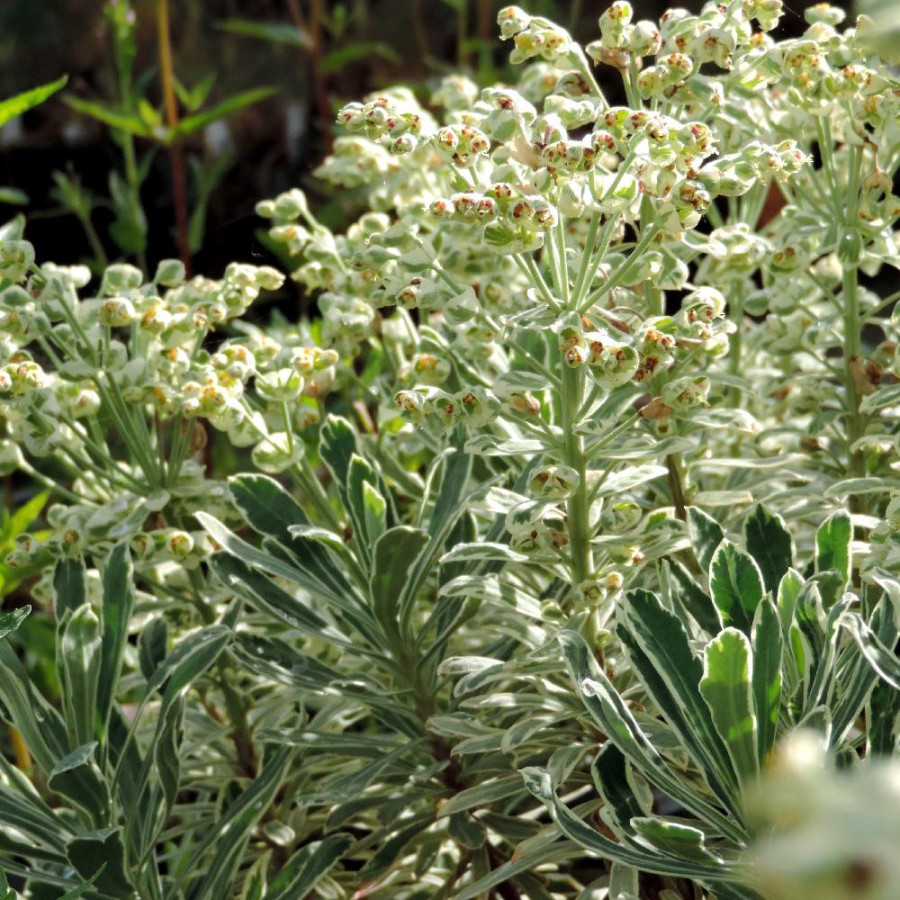 Plantes Vivaces EUPHORBIA characias 'Silver Swam' ® - Euphorbe en vente - Pépinière Lepage .