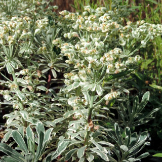 Plantes Vivaces EUPHORBIA characias 'Silver Swam' ® - Euphorbe en vente - Pépinière Lepage .